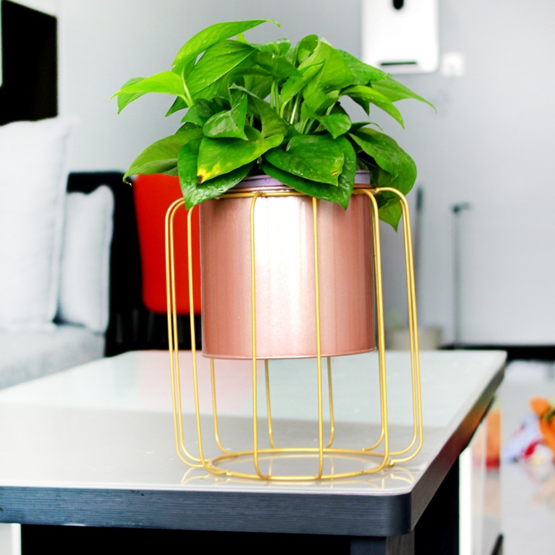 Flowerpot of succulent and carrot